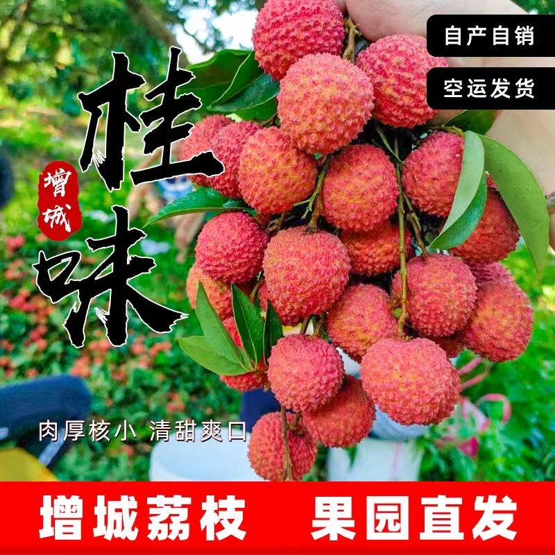 农户直发广州增城本地桂味枝5斤10斤自家果园现摘现发应季水果