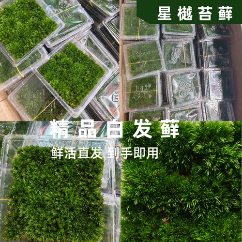 鲜活白发藓青苔藓微景观diy材料盆栽盆景铺面生态瓶假山造景专用