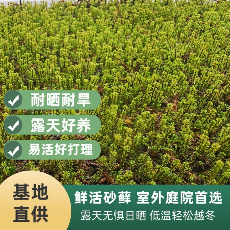 鲜活砂藓耐晒耐旱易活低温耐冻
