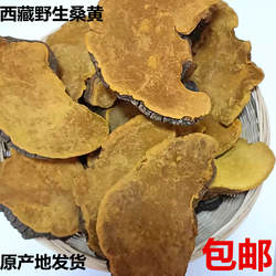 正宗西藏野生桑黄桑树桑黄金边桑黄桑黄灵芝500克包邮