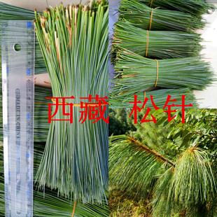 西藏百年新鲜松针马尾松针松针茶野生松针西藏原产地发货2500克