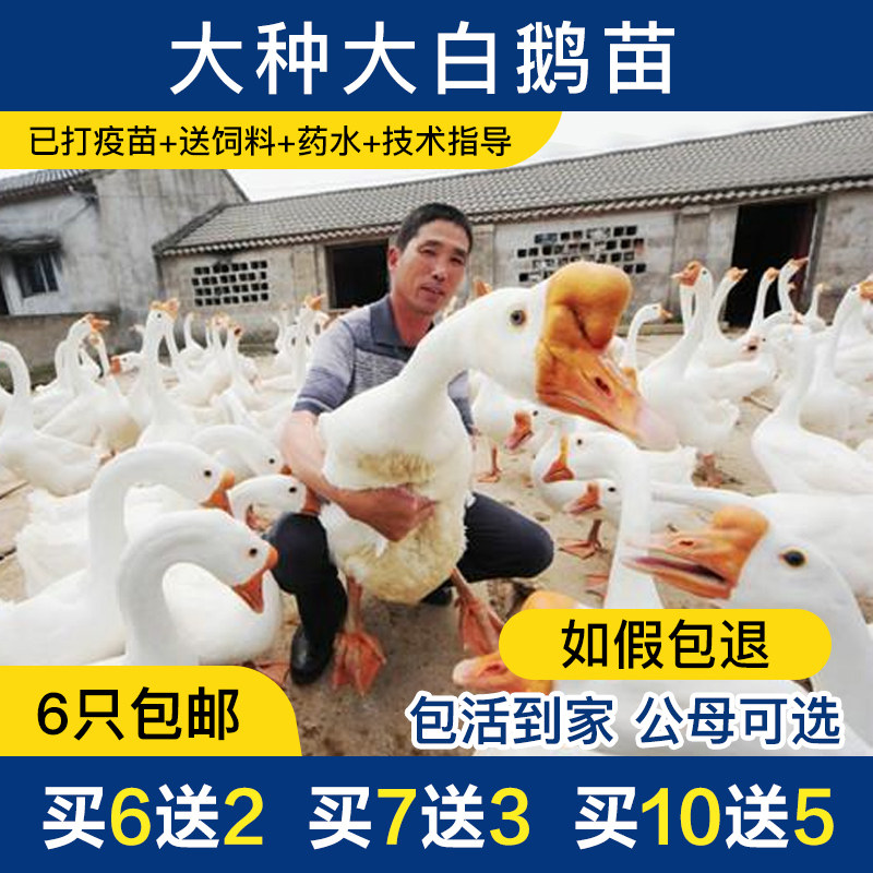 大种白鹅苗皖西大白鹅泰州鹅五龙鹅大三花鹅白狮头鹅运输包活