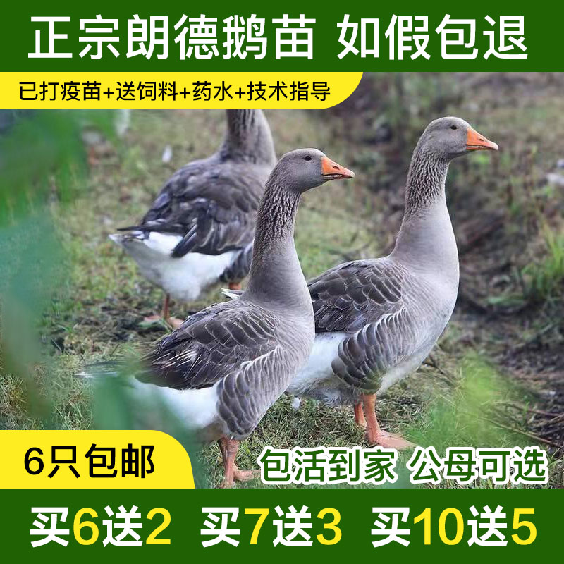 正宗红嘴朗德鹅如假包退