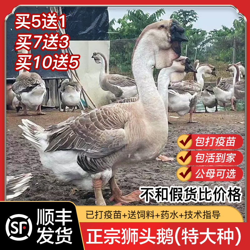(加急发货链接)!!!狮头鹅活苗小鹅活苗正宗特大种狮头鹅活苗