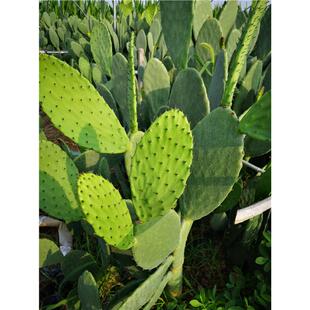可食用仙人掌盆栽大型仙人掌蔬菜植物无刺嫁接仙人掌苗煮水