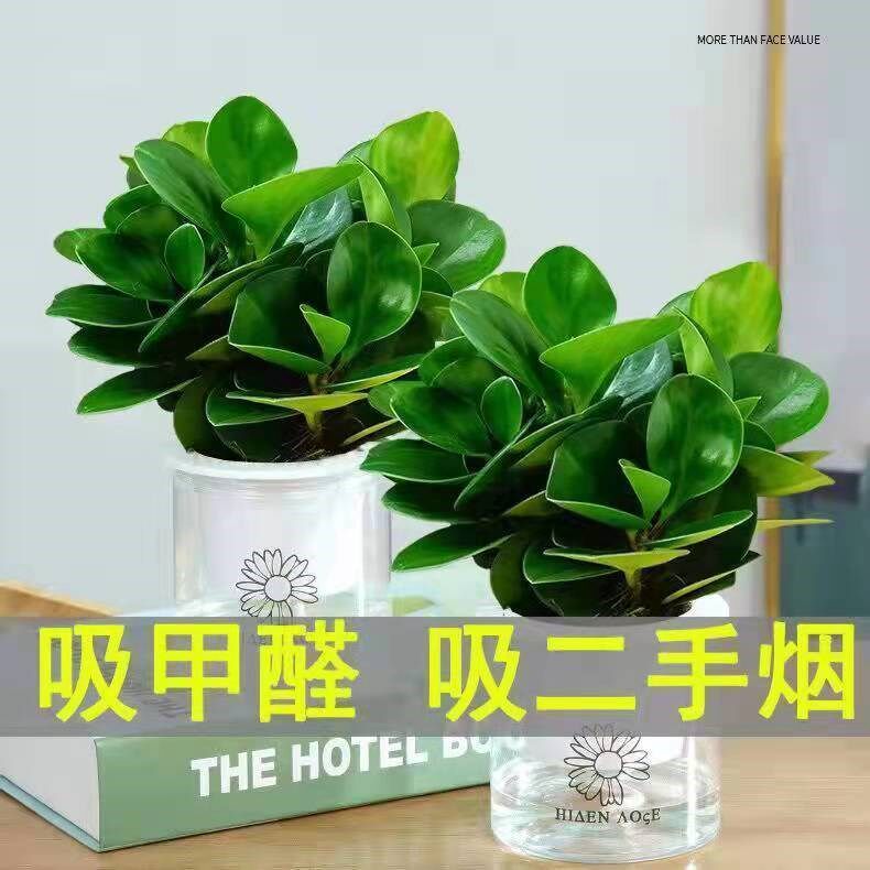 四季常青豆瓣绿青叶碧玉室内盆栽水培绿箩盆栽花卉绿植吸甲醛植物