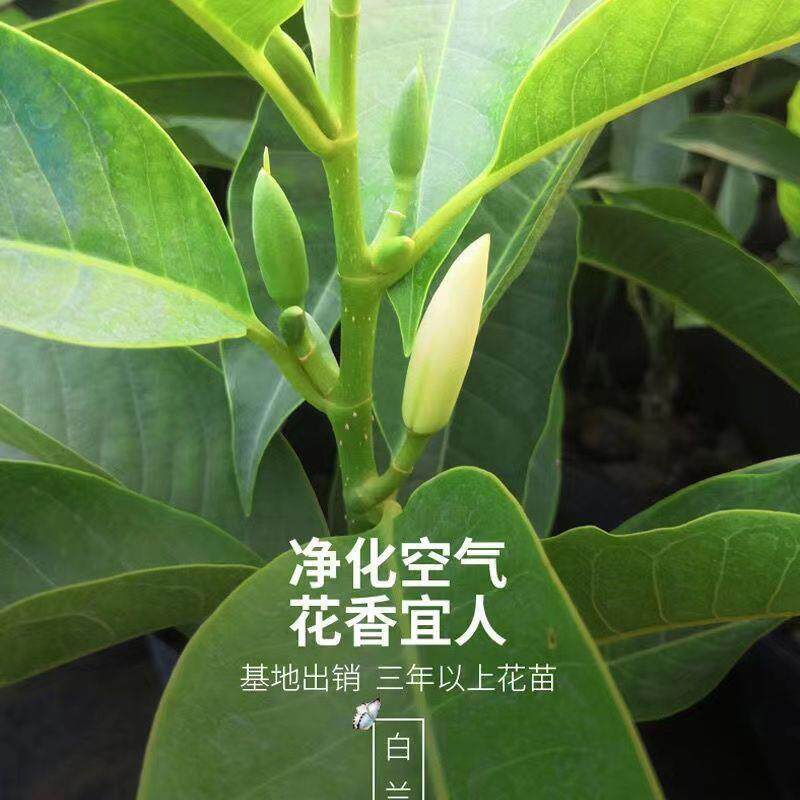 广东白玉兰白兰花盆栽黄角兰黄兰苗四季开花带花庭院阳矮化白兰花
