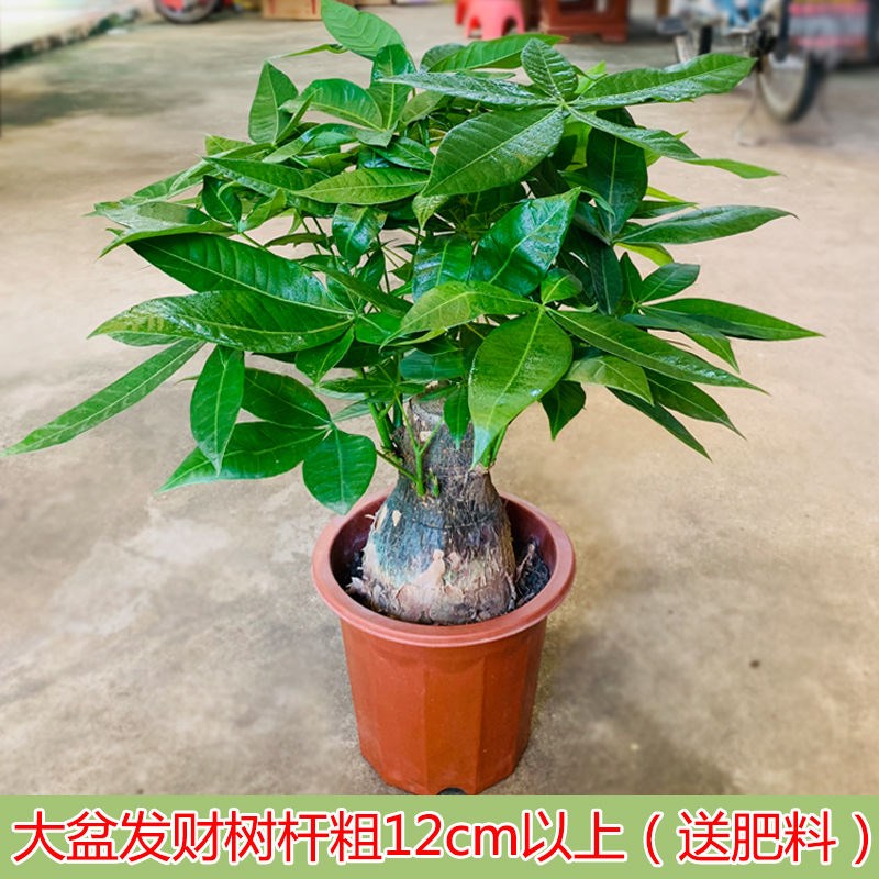 发财树盆栽大棵摇钱树客厅花卉吸甲醛绿植室内招财绿色植物小盆景