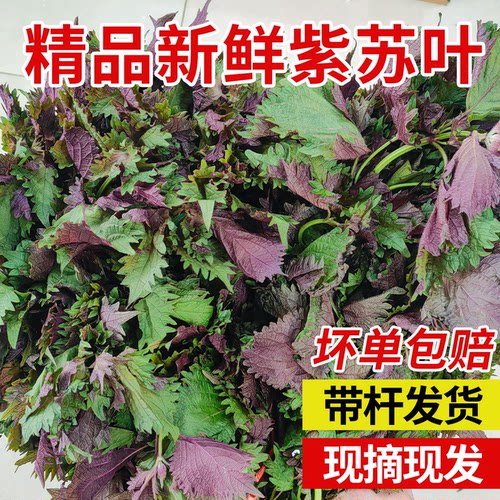 湘佰味现摘紫苏叶带杆去腥餐饮用