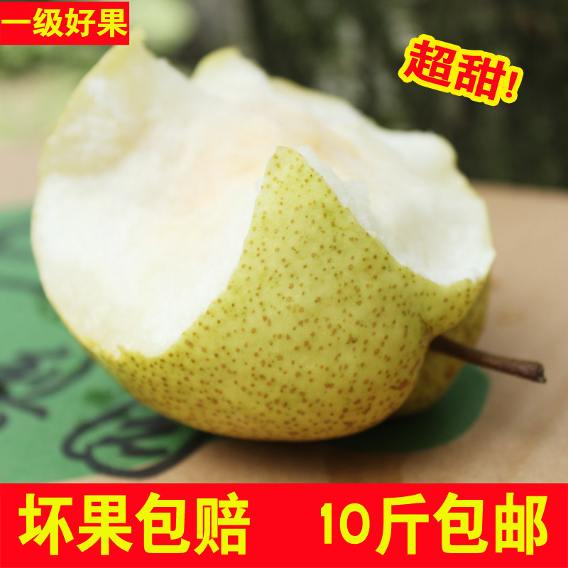 正宗酥梨宁陵特产现摘整箱大果当梨