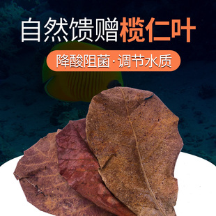 天然榄仁叶橄榄叶乌龟鱼缸水族龙鱼改善水质降酸降ph懒人叶