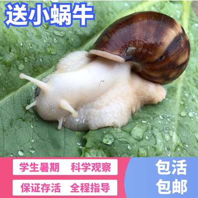 白玉蜗牛宠物活体套装养殖教学观赏螺食用美容爬虫饲养包邮卵巨型