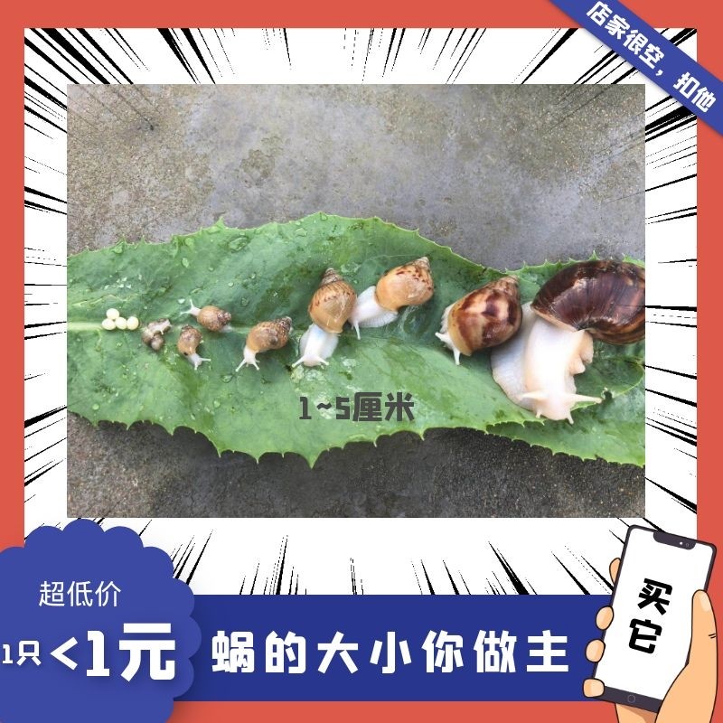 白玉蜗牛宠物蜗牛活体宠物美容观赏教学大小蜗牛饲养简易套装包邮