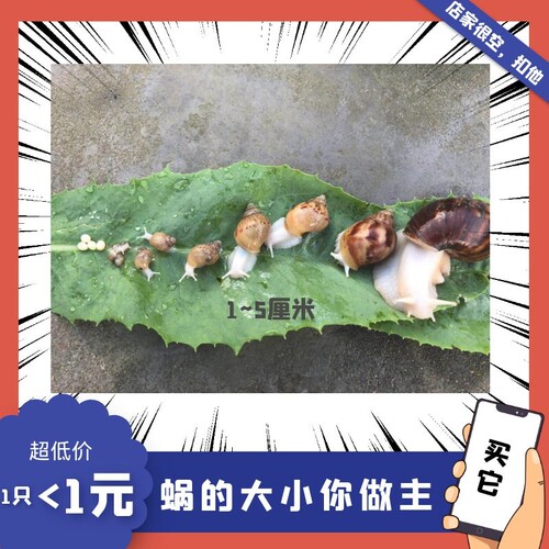 白玉蜗牛宠物活体美容观赏教学
