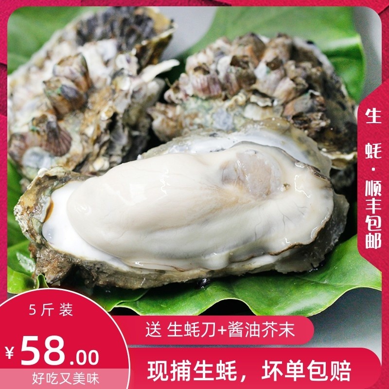 鲜活水产新鲜乳山生蚝大牡蛎海蛎生蚝