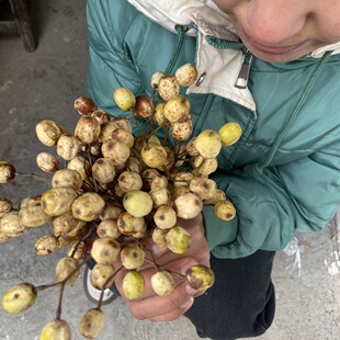 大别山脚下苦楝子新鲜楝树果子野生苦楝子干货苦楝子山区苦楝子