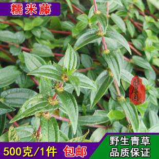 糯米藤鲜货糯米菜铁箍蔓草寻麻根红米藤 红饭藤 雾水葛 铁节