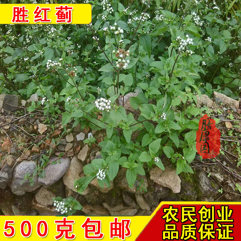 胜红蓟 广东广马草 白花臭草霍香蓟臭垆草咸虾花脓泡外用肿痛