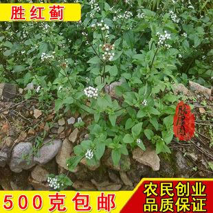 胜红蓟 广东广马草 白花臭草霍香蓟臭垆草咸虾花脓泡外用肿痛