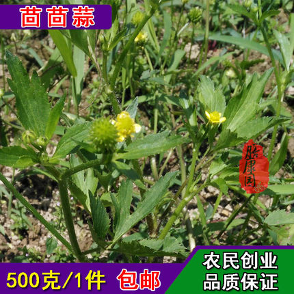 毛茛 起泡草 茴茴蒜500克鲜货现采紫茎毛莨起泡鸭脚板烂肺草外用
