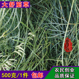 高山野生舒筋草500克大伸筋草舒藤石松松筋藤馬尾伸筋今年干鲜货