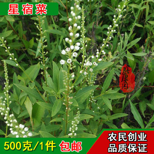 天门山鲜星宿菜 大田基黄干泥鳅菜红根草500克邮假辣蓼