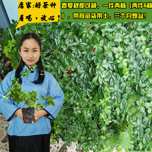 五叶绞股蓝种子种苗25公分2株正宗野生七叶胆九叶龙须草药用盆景