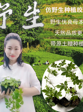 七叶绞股蓝盆栽苗野生龙须茶药用绿植七叶胆新鲜五叶神煲汤泡茶