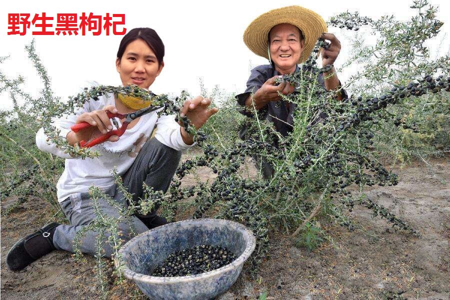 黑枸杞子茶野生正品天然非特级正宗干构纪非宁夏肾苟几构纪500g