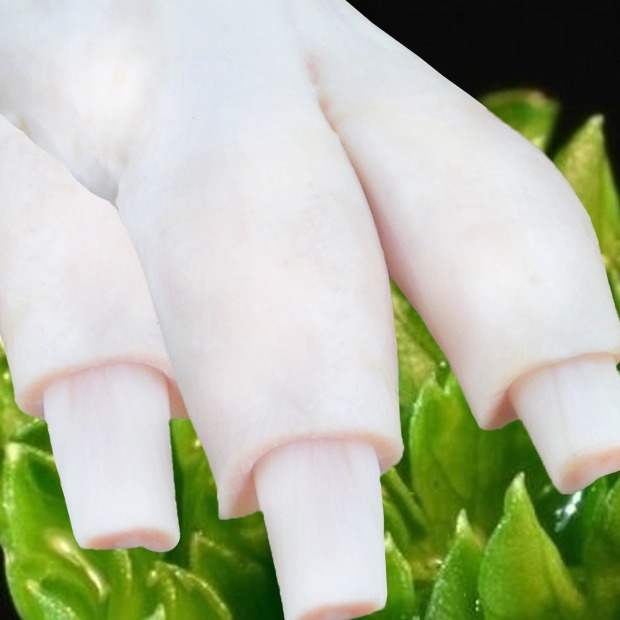 生牛蹄筋 新鲜牛蹄筋 黄牛蹄筋 新鲜牛肉 牛板筋 生牛筋新鲜牛筋