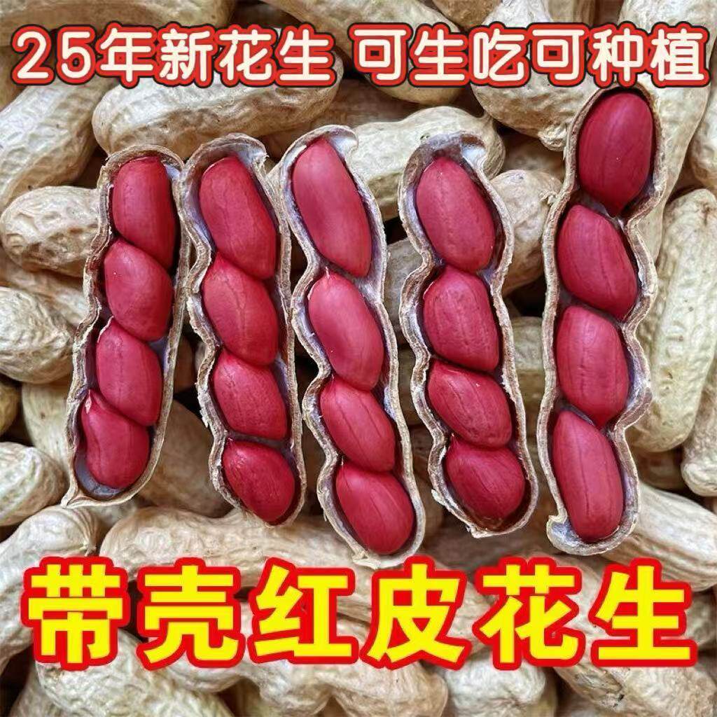 高产四粒红带壳生花生花生种子农科院矮杆薄壳原种可即食可种植
