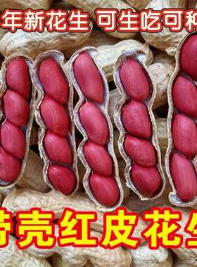 高产四粒红带壳生花生花生种子农科院矮杆薄壳原种可即食可种植