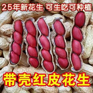 高产四粒红带壳生花生花生种子农科院矮杆薄壳原种可即食可种植