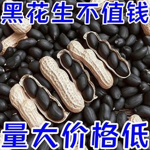太便宜了富硒黑花生带壳紫衣黑花生黑衣养胃大补杂粮可即食可种植