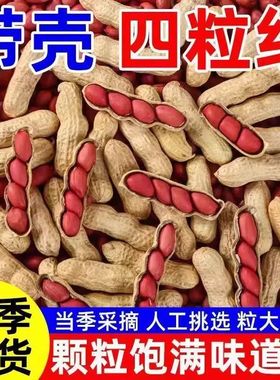 东北带壳红皮花生农家新货新鲜生的四粒红花生米农家自种颗颗精选