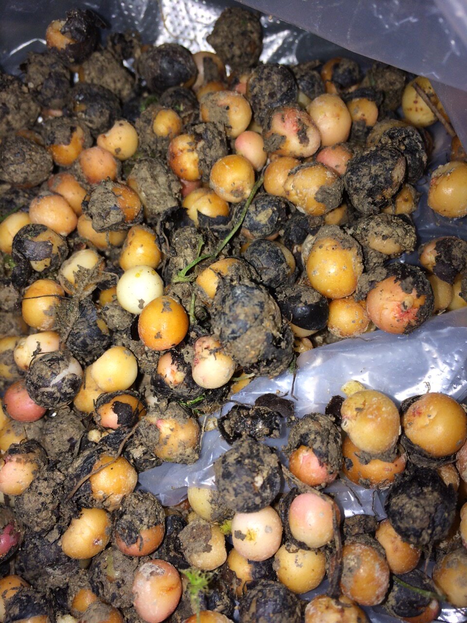 500克野外新鲜地下明珠落地珍珠落地珍珠茅膏菜根一粒金丹