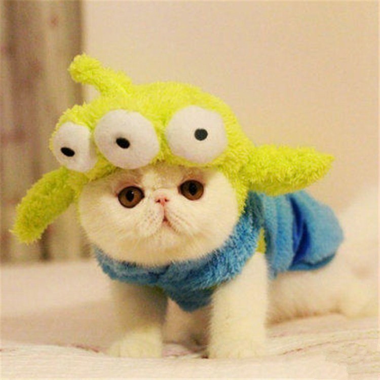 水滴眼活体猫后代幼猫活体宠物猫咪红小胖后代活体后代异国短毛猫|msdalam kategori peralatan pejabat/Supplies/Perkhidmatan yang berkaitan, Packaging Equipment/Tanda-tanda dan bekalan, beg Parcel/beg - dari Buy2taobao.com untuk memberikan perkhidmatan ejen Taobao profesional membeli