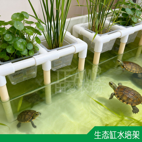 生态缸水培种植架简易DIY