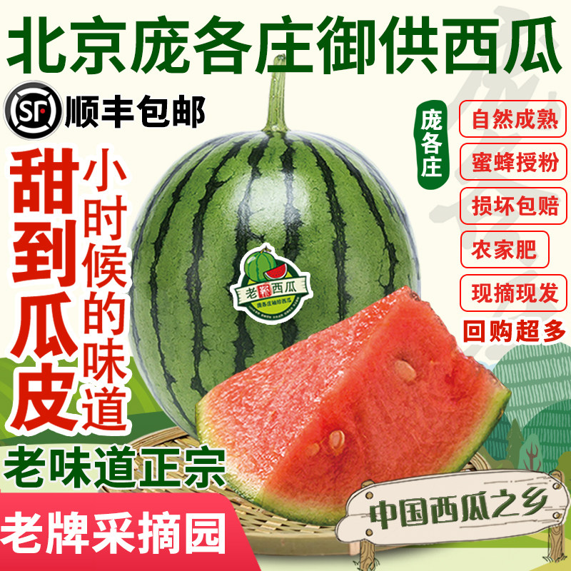 正宗庞各庄西瓜糖丸  冰糖小吊瓜 袖珍西瓜 新鲜采摘冰糖手剥瓜