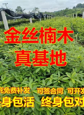 四川正宗金丝楠木树苗桢楠名贵珍稀苗木庭院绿化造林大苗木南北方