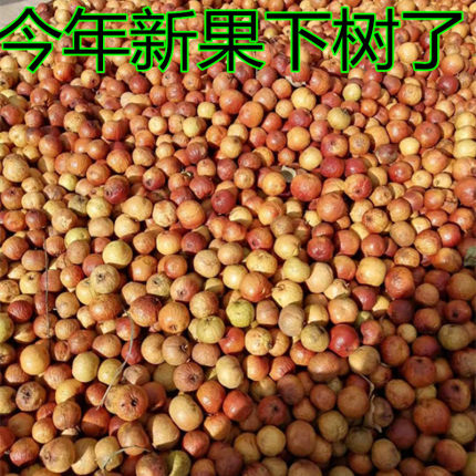 青皮凤眼菩提子带皮龙眼赌龙眼麒麟眼恶魔天使五角星原籽散籽