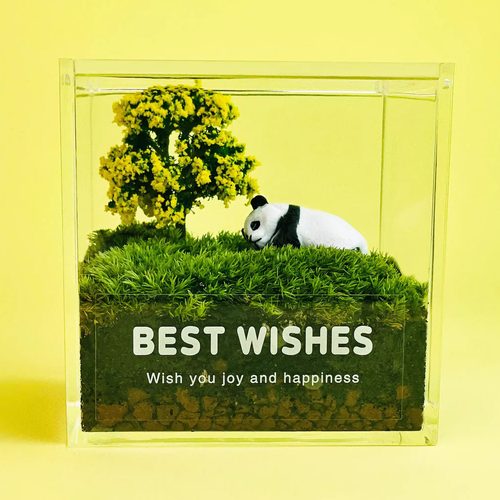 苔藓微景观室内桌面盆栽鲜活