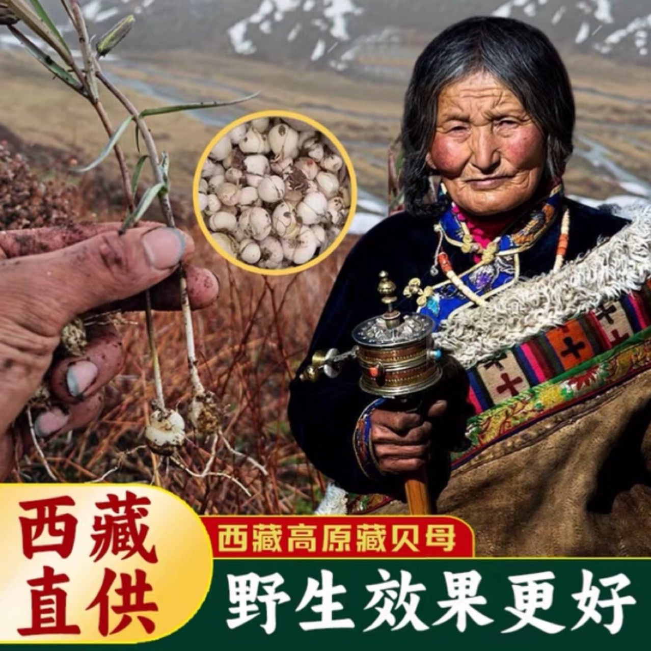 西藏野生藏贝一等品天然无熏硫藏贝母正品味苦泡水喝非川青平贝母