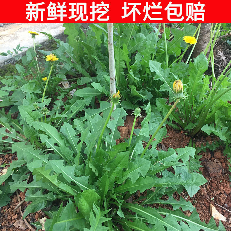 广西现挖新鲜蒲公英鲜菜