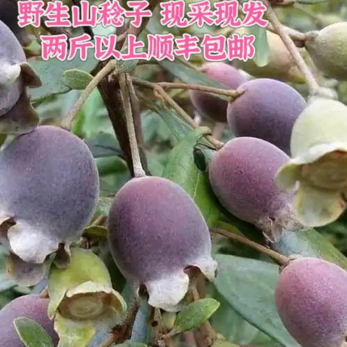 野生山稔子果桃金娘500g新货山菍子新鲜岗稔子干多尼果泡酒料泡茶