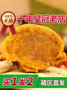 45+年西藏直发野生桑黄灵芝正品西藏小努13年专注桑黄一斤共500g