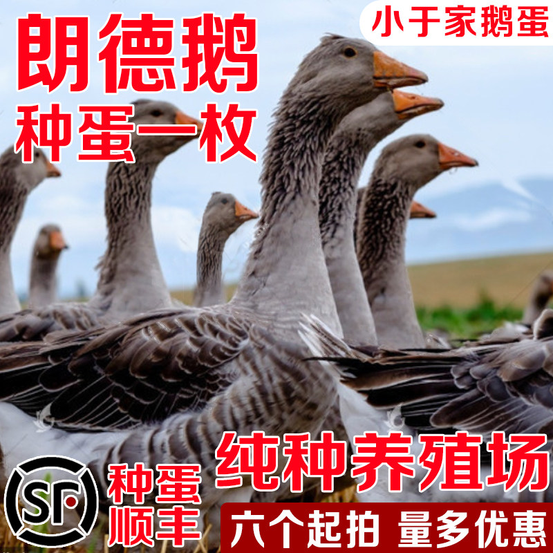 正宗朗德鹅种蛋大灰鹅蛋雁鹅种蛋受精蛋卵可孵化大品种肉鹅肥肝鹅