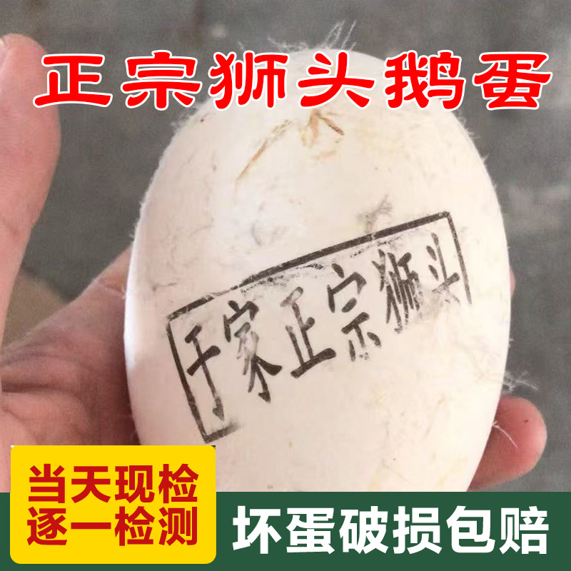 正宗潮汕狮头鹅蛋特大灰狮头鹅蛋小于家狮子头鹅蛋单枚拍16个整箱