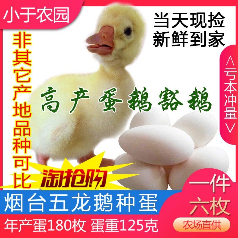 五龙鹅受精种蛋可孵化百子鹅产蛋王鹅苗豁鹅当天鲜蛋6枚包受精