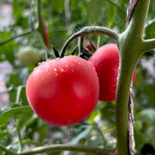 萨力娅 喀什红番茄佳景小西红柿新鲜水果当季现摘现发3斤顺丰喀什